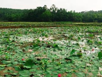Top 5 Chợ Bán Ngó Sen Tươi, Sơ Chế, và Ngó Sen Chua Giá Tốt Tại TP. Hồ Chí Minh